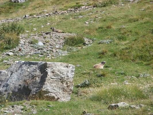 les marmottes réserve d'Orlu