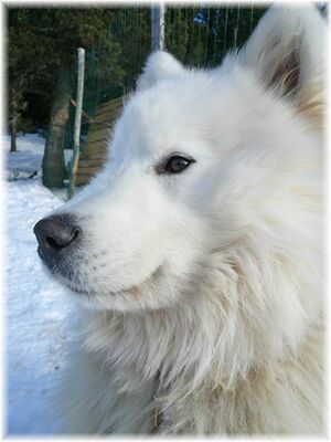 chien