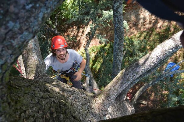 Haut Perché Grimpe d'Arbres