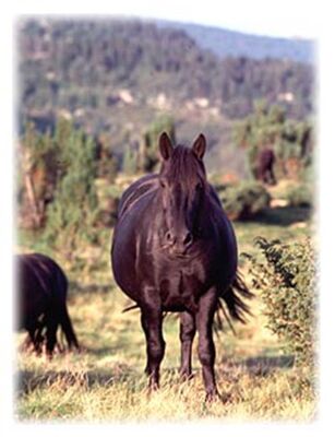 poitrail