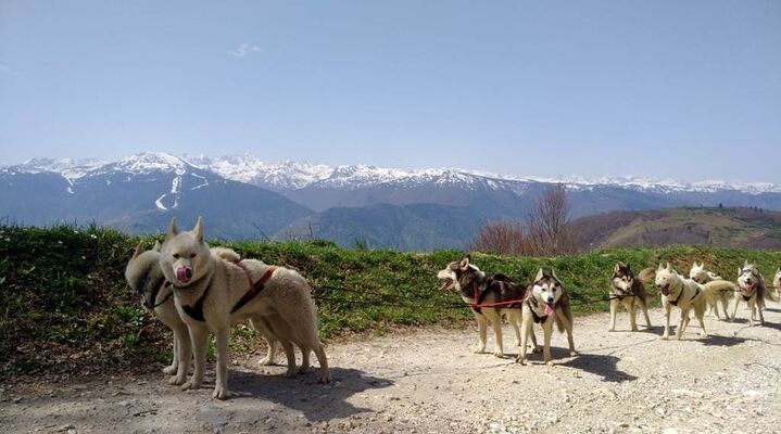 Cani kart amarok Le Chioula