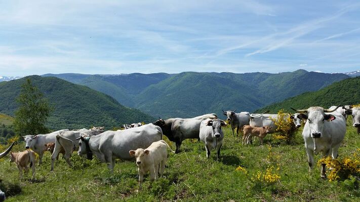 camping à la ferme à verdun - les vaches