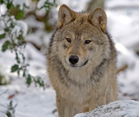MAISON DES LOUPS