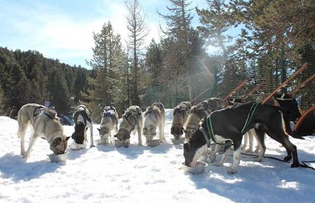 huskys et alaskan huskys