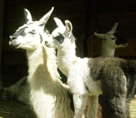 Lamas