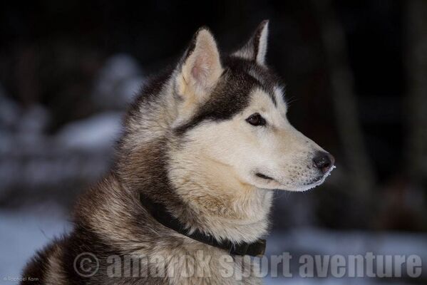 Iankee chien Amarok