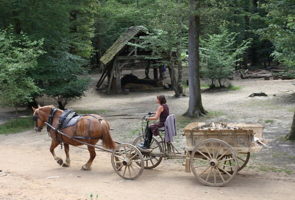 Paloma attelée au tombereau transporte des chutes de bois