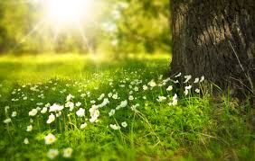 nature-3-2