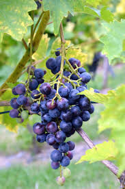 vignes-6
