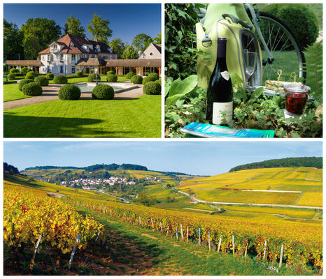 Collage Route des grands crus