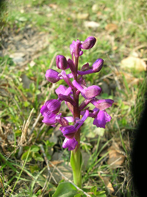 orchispourpre-sd-yeu-110223