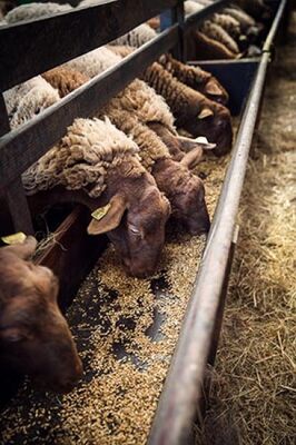 ferme-d-emilie-basse-def-46-sur-88-petit-format-251212