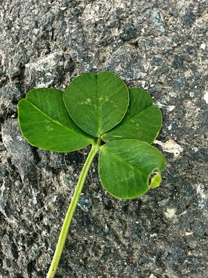 luck-978540-1920-260612