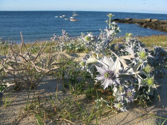 chardons-de-plage-flore-de-ile-d-yeu-ot-ile-d-yeu-131521