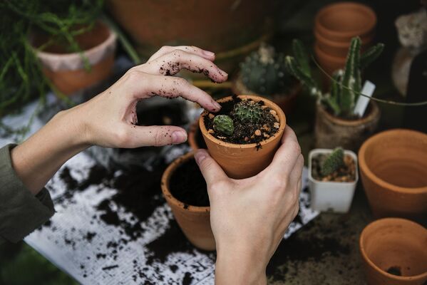 bourse-aux-plantes-135589