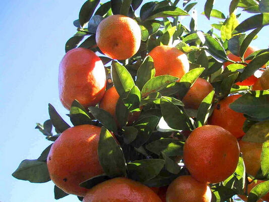 Orangeraie (L')