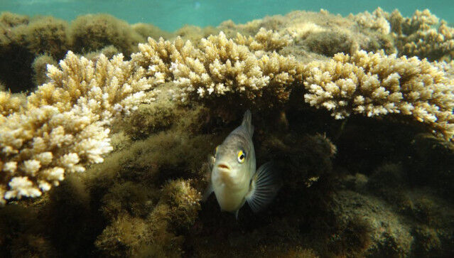 Plongée Salée