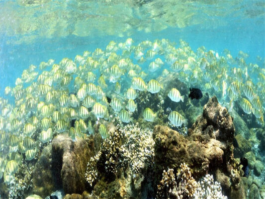 Plongée Salée