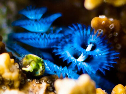 Aquabulle Plongée