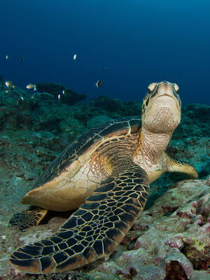 -1 tortue - Bleu Marine Réunion