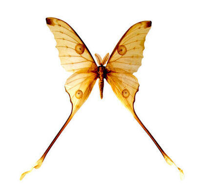 Collection du Museum d'Histoire Naturelle - Muséum d'Histoire Naturelle
