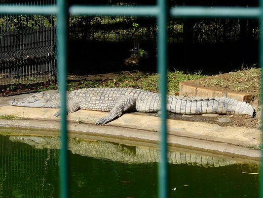 Croc Parc