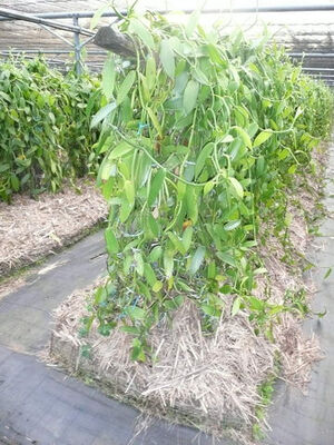 Plantation de la Vanille Roulof