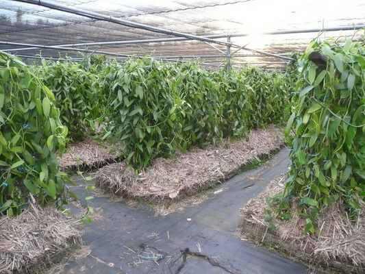 Plantation de la Vanille Roulof