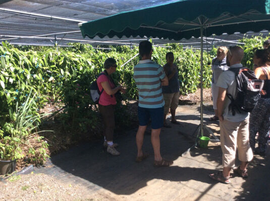 Plantation de la Vanille Roulof