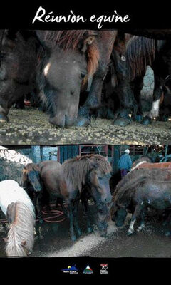 Ferme Equestre du Grand-Etang