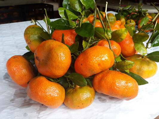 Kiosque des Mandarines