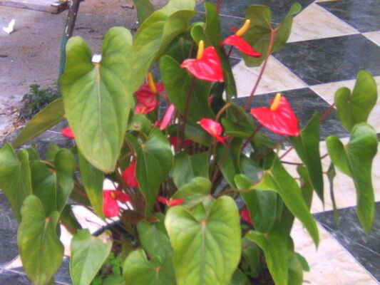 Domaine Papangue