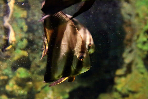 Aquarium de La Réunion