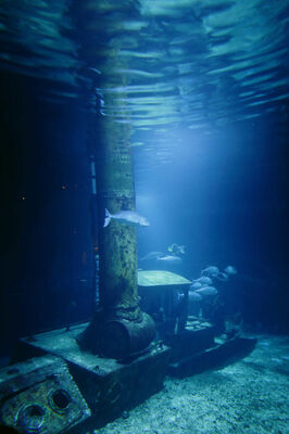 Aquarium de La Réunion
