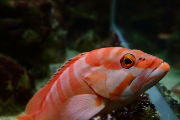 Aquarium de La Réunion