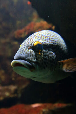 Aquarium de La Réunion