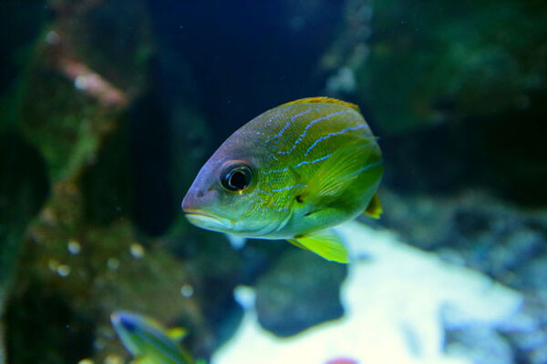 Aquarium de La Réunion
