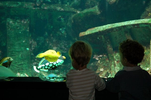 Aquarium de La Réunion