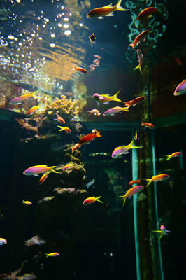 Aquarium de La Réunion
