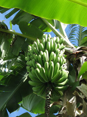 Domaine de Coco (Le)