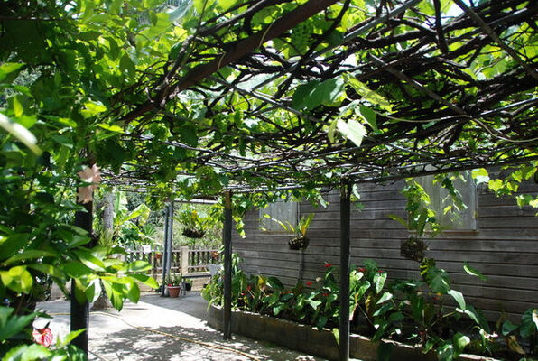Orchidées (Les)