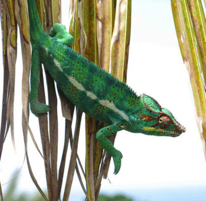 Terre Caméléon