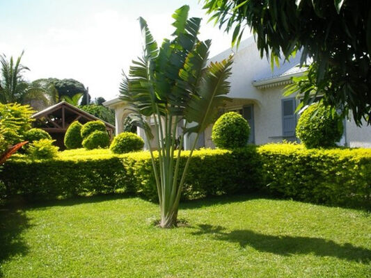 Arbre du Voyageur (L')