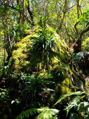 Jardin Botanique du Piton Bétoum