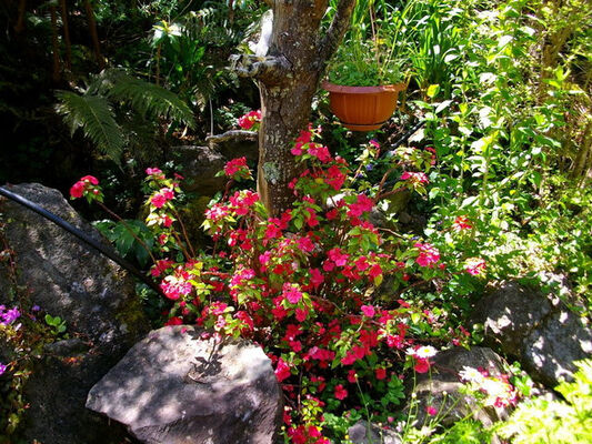 Jardin Botanique du Piton Bétoum