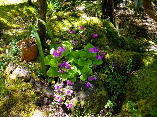Jardin Botanique du Piton Bétoum