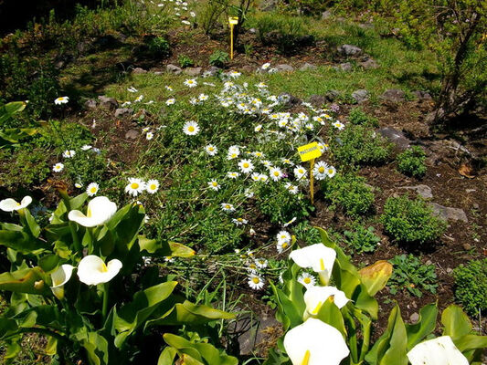Jardin Botanique du Piton Bétoum
