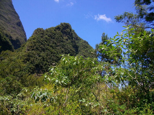 Jardin Botanique du Piton Bétoum