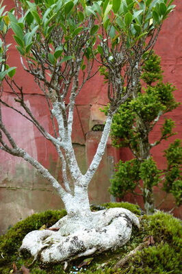 Jardin de Bonsaïs