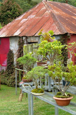 Jardin de Bonsaïs